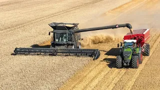 Wheat Harvest 2023 ll Combine Harvester FENDT IDEAL 9T & Case IH 300 Tractor #fendt #viral #trending