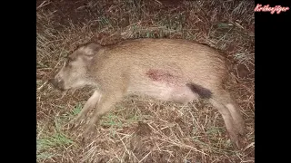 Wild Boar Hunting Weizenpirsch auf Sauen Teil-2