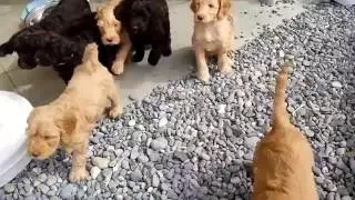 Australian Cobberdog Puppies