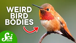 The Bizarre Anatomy of Hummingbirds