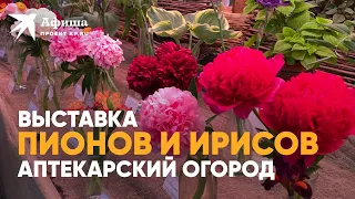 Выставка пионов и ирисов в Аптекарском огороде 2022