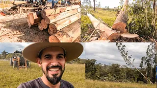 Derrubando árvore GIGANTE pra fazer madeira de construção família x - T7 Ep.02