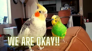 We Are Okay!! | The Birbs Are Safe!