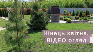 30.04.24 р. Відео ОГЛЯД саду. Що КВІТУЄ. Первоцвіти відквітли, що я РОБЛЮ, Коли формувати Сосну...