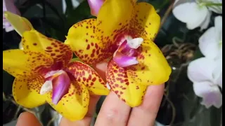 ЧАСТЬ 1.ЦВЕТЕНИЕ МОИХ ОРХИДЕЙ В КОНЦЕ АПРЕЛЯ❣️❤️🧡💛😍👍#phalaenopsis #orhids #flor #flores #фаленопсис