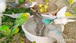 Budgies Bathing / Barids Bathing love Barids Swing Mostly Feel Happy #budgies  #australian #parrot