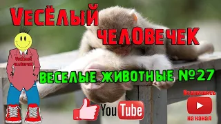 ВЕСЕЛЫЕ ЖИВОТНЫЕ, смешные животные, приколы с котами, приколы, приколы 2020, животные, кошки №27