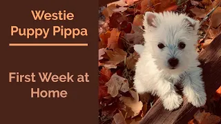 Westie Puppy Pip's First Week Home