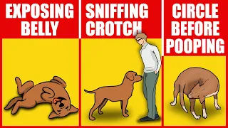 12 Awkward Dog Behaviors Finally Explained