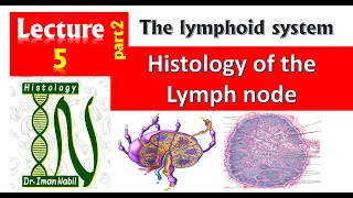5b-Histology of the lymph node-Blood and lymphoid system