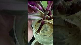 Inch plant PROPAGATION IN WATER