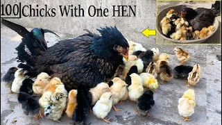 Amazing ,100 Chicks With One Long Tail  Aseel HEN - Hen Harvested Eggs to 100 Baby chicks