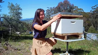 Aussie Beekeeping on the Homestead  My bees are building into their lid