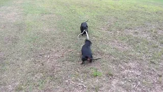 Dachshunds Killing Snake