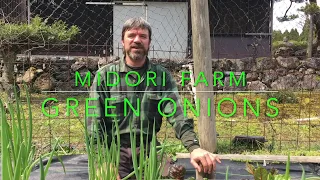 Planting bunching onions