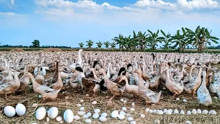 Amazing Duck Farm - Produce Millions of Ducks in Poultry Farms.