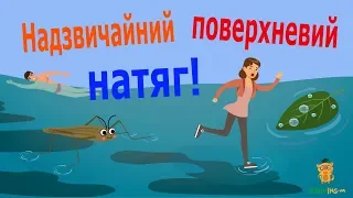 Поверхневий натяг рідини, або По воді, як по сухому