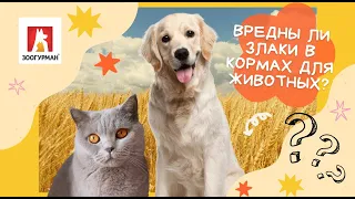 Вредны ли злаки в кормах для животных?