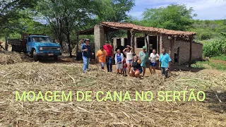 MOAGEM DE CANA NO TRADICIONAL ENGENHO EM SANTA TEREZINHA PERNAMBUCO SERTÃO DO PAJEÚ.
