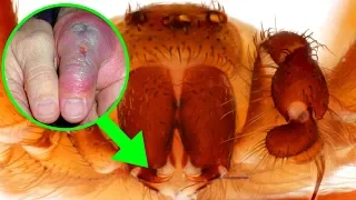 Most VENOMOUS Spiders In The World!