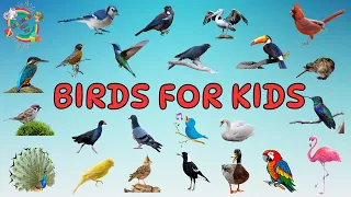 BIRDS for Kids - Flash Cards and Videos with Fun Facts for Kids | Toddlers | Kindergarten | Pre-K