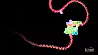 DNA Transcription -- Basic Detail | HHMI BioInteractive Video