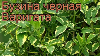 Бузина черная Варигата (sambucus nigra) 🌿 бузина Варигата обзор: как сажать саженцы бузины Варигата