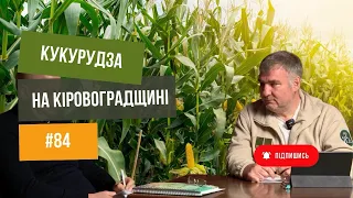 #84 Кукурудза 🌽 на Кіровоградщині. Сіємо по «нулю» та після рихлення. Початок 🔥