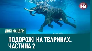 Дикі мандри. водні слони, птахи, що їли коней, та люди-рикші. Подорожі на тваринах. Частина 2