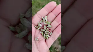 Foraging/ Gathering Tree Buds in Beskid Żywiecki Mountains / Drzewa jadalne / górale babiogórscy