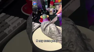 Торт ГОЛУБЬ 🕊️