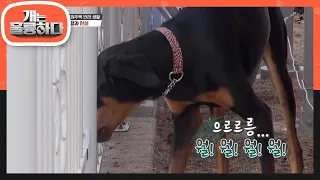 단 하루도 편할 날이 없다..ㅠ 매일매일 펼쳐지는 똑같은 패턴의 전쟁!!  [개는 훌륭하다/Dogs Are Incredible] | KBS 211227 방송