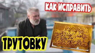 Как исправить трутовку. Совет для начинающих пчеловодов