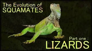 Evolution of Lizards 🦎