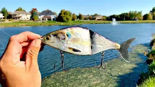 Making a Shad Glide-Bait from a REAL FISH!!! (IT WORKED)