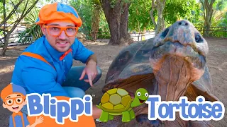 Blippi Visits a Zoo (Phoenix Zoo) | Blippi Full Episodes | Fun Animals for Children |