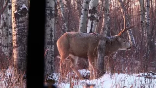 A Hunt for a monster Canadian whitetail takes a sharp turn