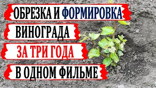 🍇 За 10 минут! Как обрезать и формировать виноград в 1й, 2й и 3й годы с объяснениями и комментариями