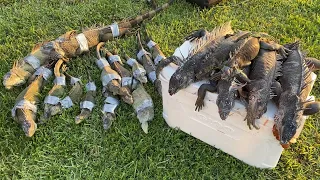 BUFF GUY Hunts iguanas with .22 Break Barrel Air Rifle! Florida iguana Removal!!