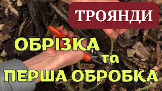 ОБРІЗКА ТРОЯНД НАВЕСНІ ТА ПРЕПАРАТИ ДЛЯ ОБРОБКИ 🌹 #сад #садок #садівництво #троянди