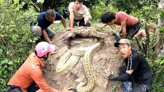 QUYEN FISHING121 | terrified 6 hunters caught 2 giant pythons weighing nearly 500kg.