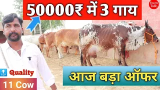50000₹ में 3 गाय Super Cholistani Rathi Tharparkar Sahiwal ✅ Kanhaiya Dairy Farm 👍 Cow Farm Talk