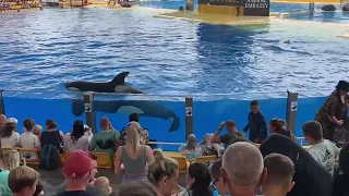 Orca shows @LORO Parque Tenerife Spain