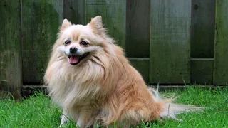 Pomeranian Socialization Why It s Crucial for Your Pom