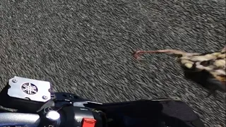 BIRD MEETS FIST 80MPH | MT 125