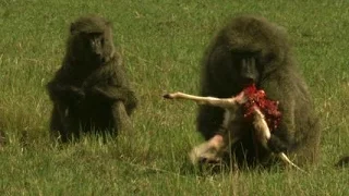 Baboon Eats Baby Impala Alive