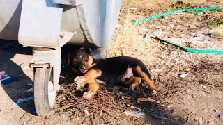 Rescued puppy beside Dumpster