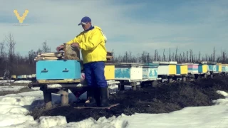 Как спасти слабые семьи весной