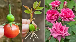 Try to propagate roses by seeds with tomatoes, the results are too surprising