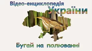 Выпь (бугай) на охоте